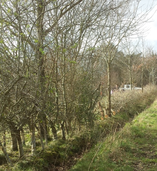 Binsted Nursery hedge laying